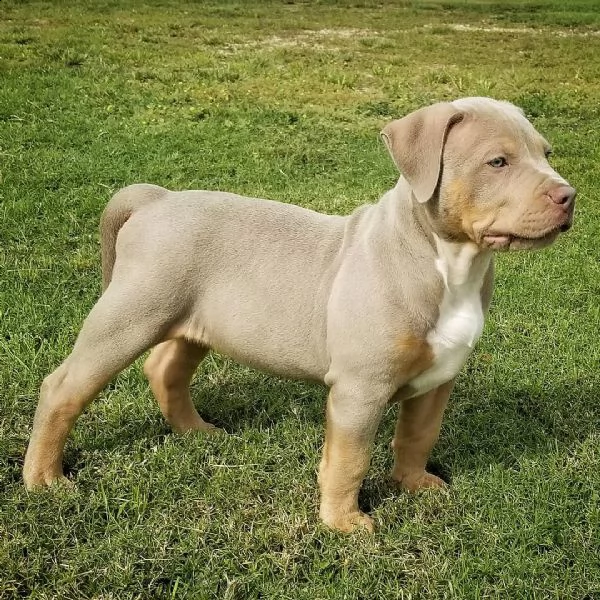 disponibili per la vendita adorabili cuccioli di pitbull,