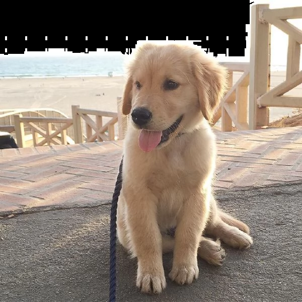 adorabili cuccioli di golden retriever in cerca di una nuova casa amorevole!