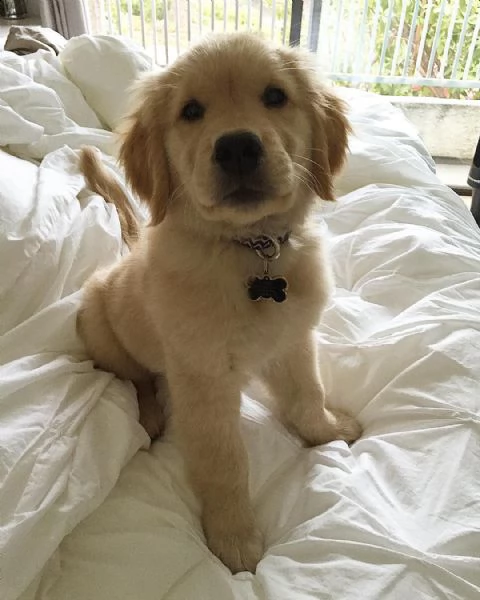 cuccioli di golden retriever sono stati cresciuti con amore e curati 