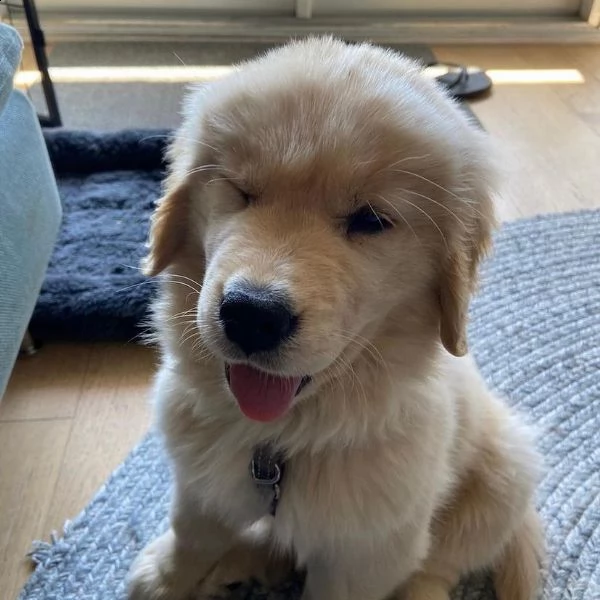 vendo adorabili cuccioli di golden retriever | Foto 0