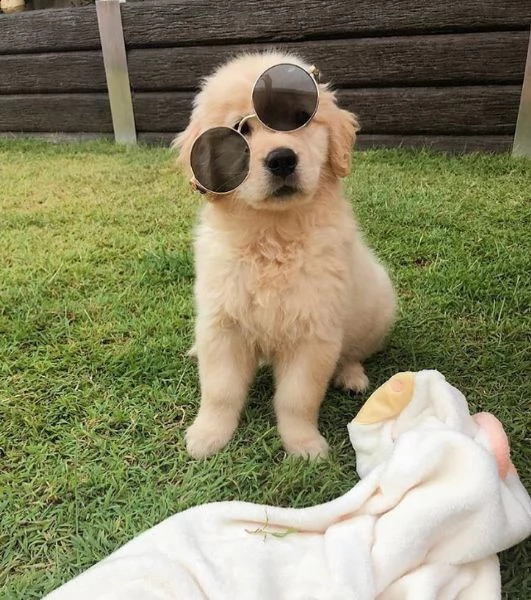 vendo adorabili cuccioli di golden retriever