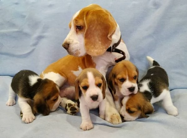 bellissimi cuccioli di beagle maschi e femmine in adozione | Foto 0