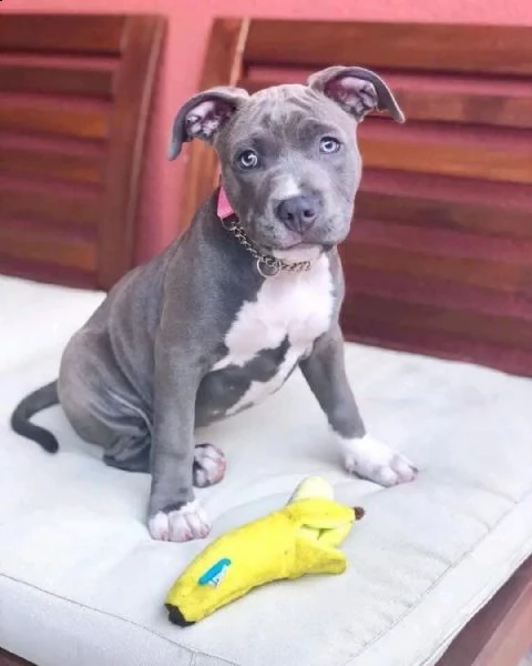 bellissimi cuccioli di pitbull maschio e femmina in adozione,