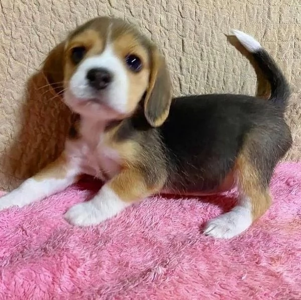 bellissimi cuccioli di beagle maschio e femmina in adozione | Foto 0