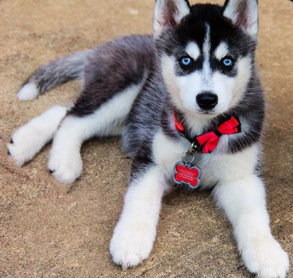 i siberian husky sono cani di taglia media con un carattere vivace e socievole.