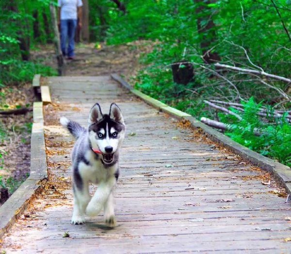 abbiamo il piacere di offrire cuccioli di siberian husky adorabili e di alta qualità per l'adozione