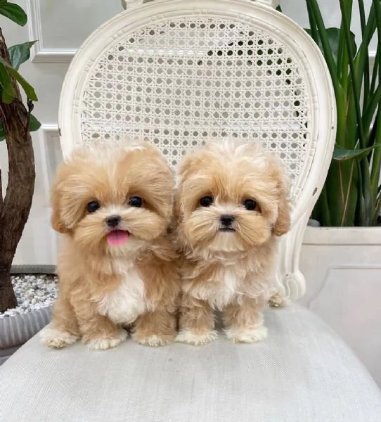 cuccioli maltesi in adozione | Foto 1
