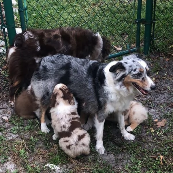 bellissimi cuccioli di pastore australiano in adozione, | Foto 0