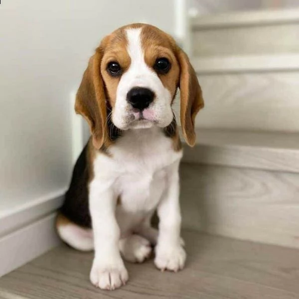 bellissimi cuccioli di beagle in adozione, | Foto 1