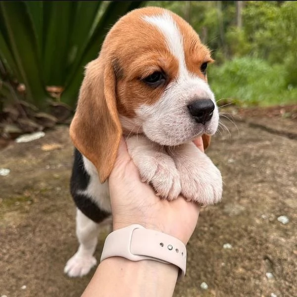 bellissimi cuccioli di beagle in adozione, | Foto 0