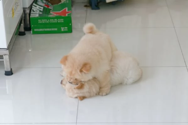 fantastici chow chow maschi e femmine creme | Foto 1