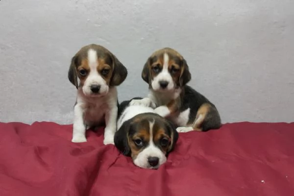 regalo cuccioli beagle whatsapp ( 0039 353 317 4023 )