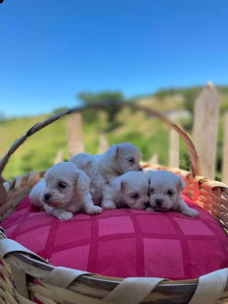 regala cuccioli maltesi whatsapp (0039 353 317 4023 ) | Foto 0