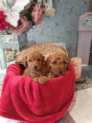 regalo barboncino maschio e femmina whatsapp ( 0039 353 317 4023 | Foto 0