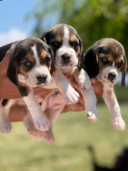 regalo cuccioli beagle whatsapp ( 0039 353 317 4023 ) | Foto 0