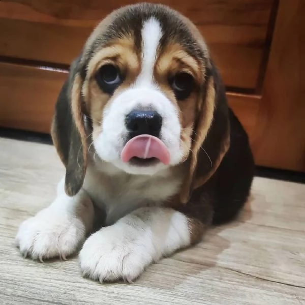 bellissimi cuccioli di beagle da adottare,