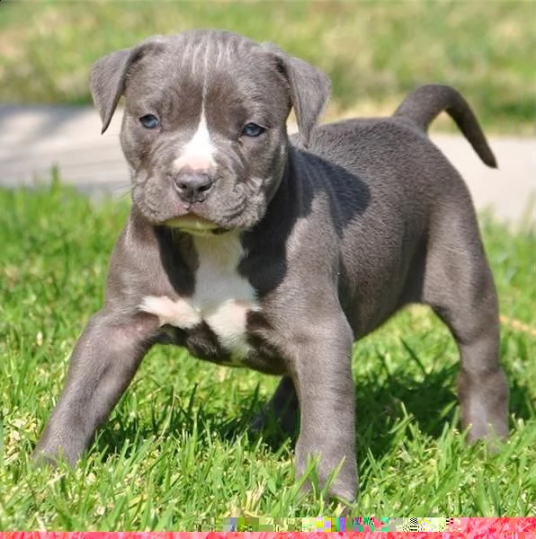 regalo cuccioli di pitbull 
