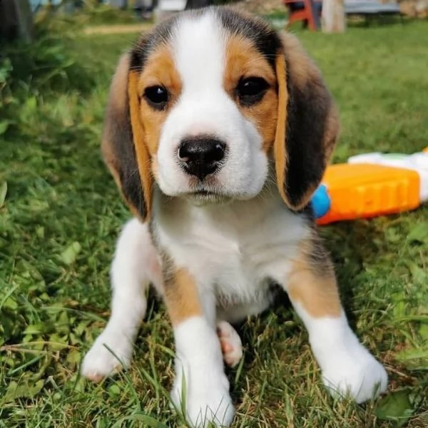 bellissimi cuccioli di beagle in adozione