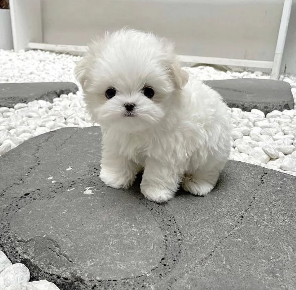 adorabile cucciolo di maltese solo per adozione | Foto 0