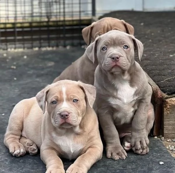 simpatici cuccioli di pitbull in adozione, | Foto 0