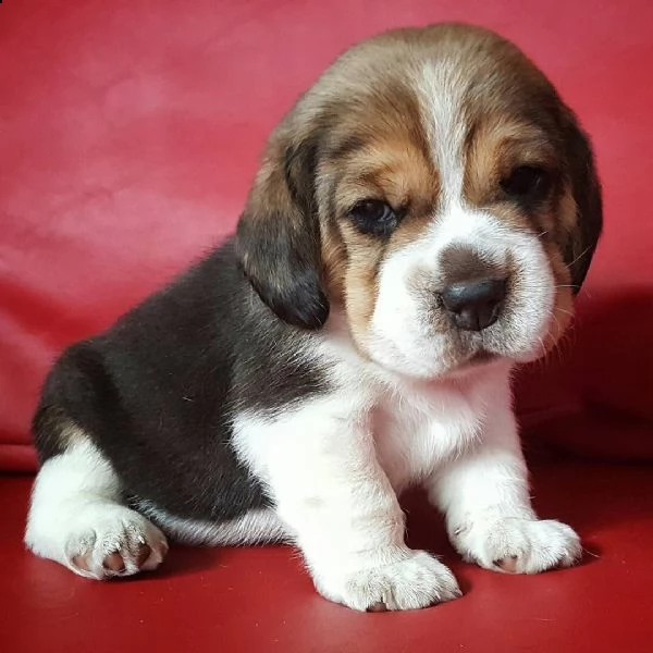 cuccioli di beagle in adozione,