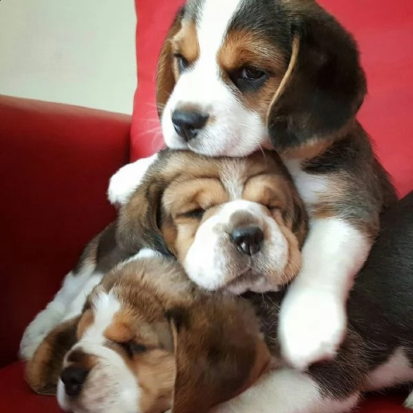 cuccioli di beagle in adozione, | Foto 0