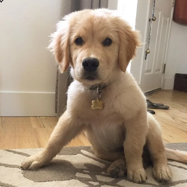  adorabili cuccioli di golden retriever in cerca di una nuova casa! | Foto 0