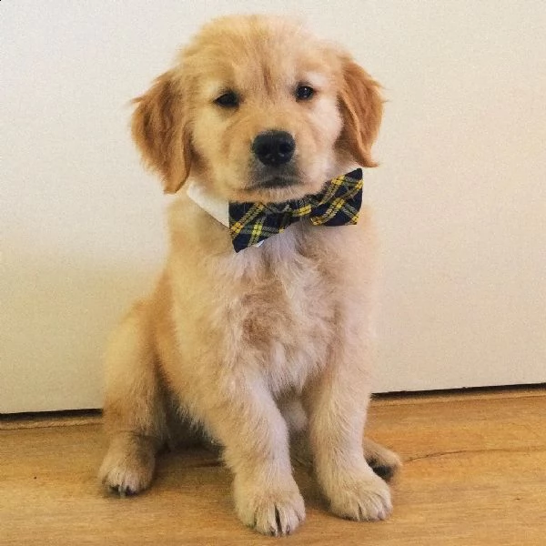 vendita di adorabili cuccioli di golden retriever!