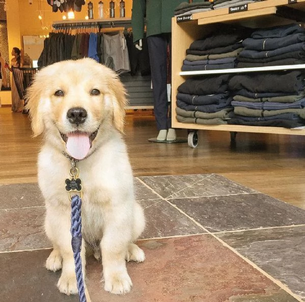 vendita di adorabili cuccioli di golden retriever! | Foto 0