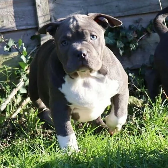 bellissimi cuccioli di pitbull in cerca di una famiglia amorevole! | Foto 0