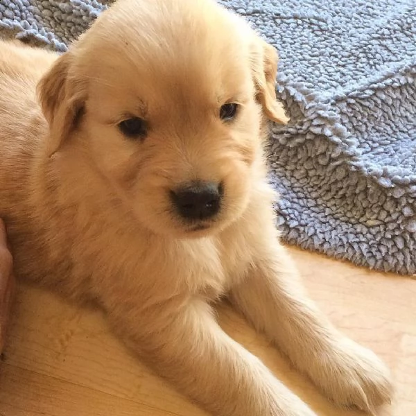 cuccioli di golden retriever in vendita - affetto, intelligenza e bellezza in una razza!