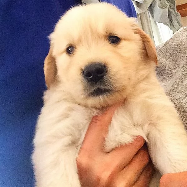 incantevoli cuccioli di golden retriever in cerca di una famiglia amorevole!