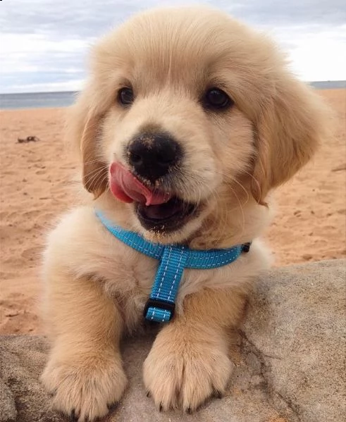 cuccioli di golden retriever in vendita - dolcezza e amore per la vostra famiglia! | Foto 0
