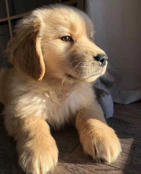 cuccioli di golden retriever in vendita - dolcezza e amore per la vostra famiglia!