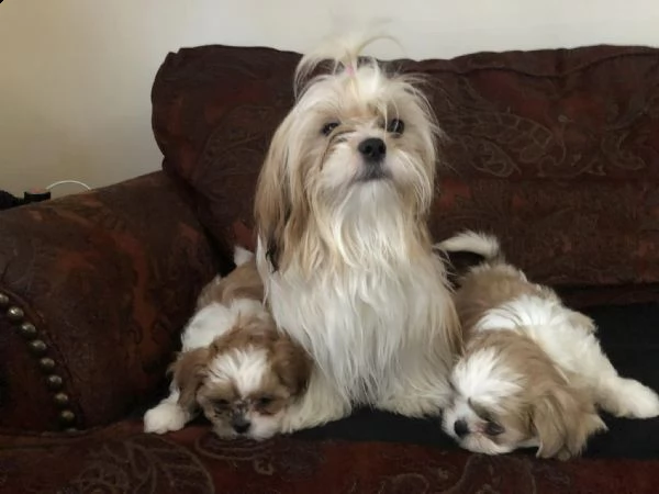 abbiamo dei cuccioli di shih tzu disponibili per l'adozione | Foto 0