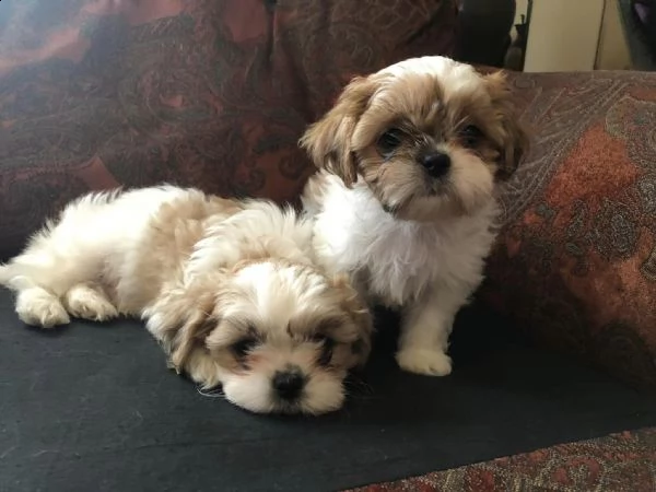 abbiamo dei cuccioli di shih tzu disponibili per l'adozione