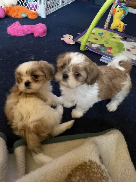 deliziosi cuccioli di shih tzu in cerca di una casa amorevole! | Foto 1
