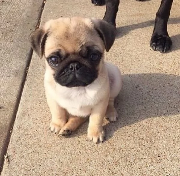 ///…adorabili cuccioli di carlino disponibili in regalo | Foto 0