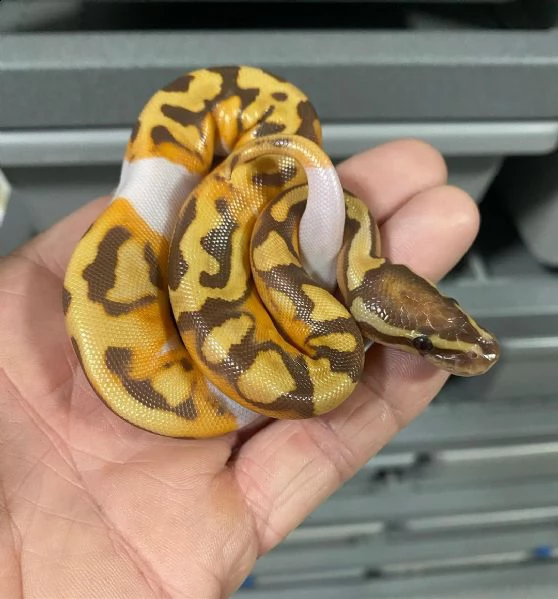 rettili in cerca di una nuova casa