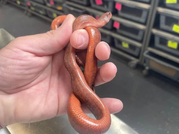 rettili in cerca di una nuova casa | Foto 0