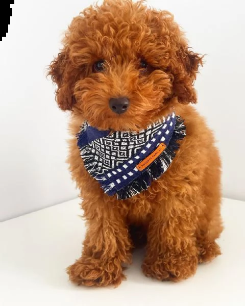 cuccioli di barboncino toy!!