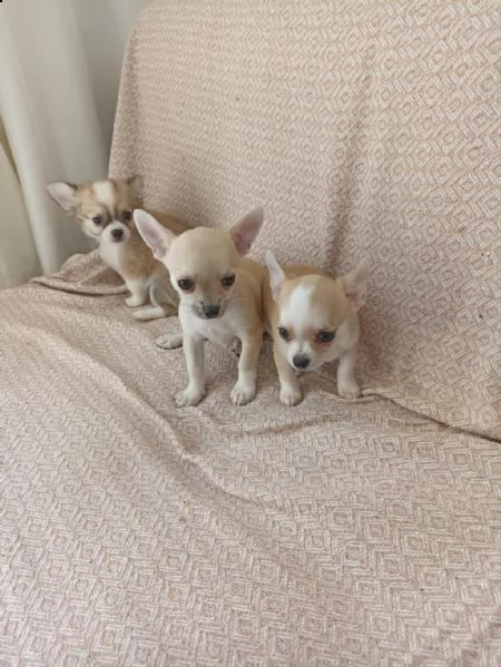 regala cuccioli di chihuahua whatsapp ( 0039 353 317 4023 )