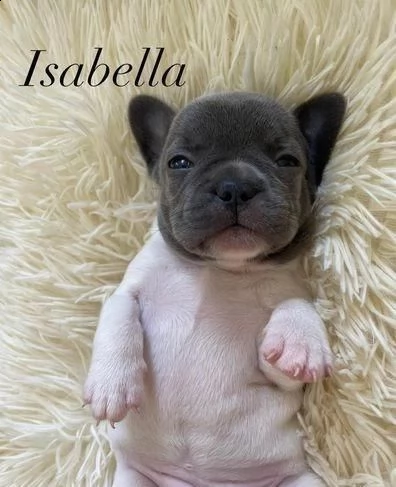 regalo bulldog francese maschio e femmina whatsapp ( 0039 353 317 4023 | Foto 1