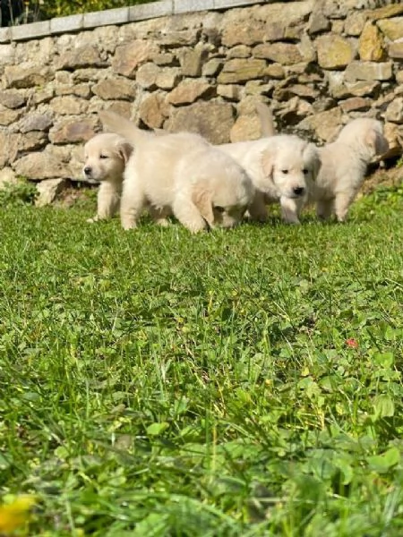 regala cuccioli di labrador whatsapp ( 0039 353 317 4023 ) | Foto 0