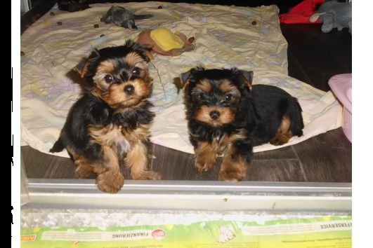 regalo regalo cuccioli di yorkie