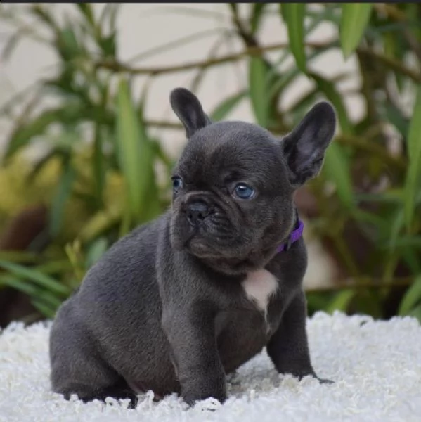 regalò bouledogue francese disponibile……
