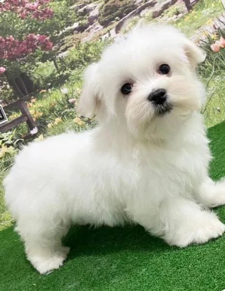 toy maltese mini disponibile maschio e femmina 