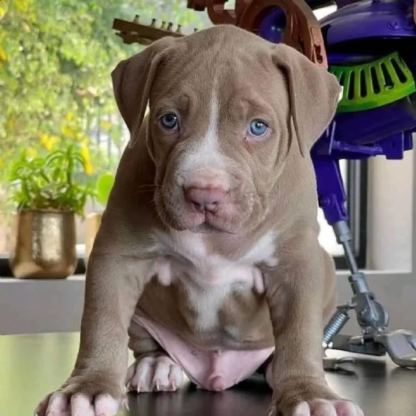 pitbull maschi e femmine disponibili per l'adozione,