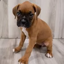 bellissimi cuccioli di boxer da adottare.