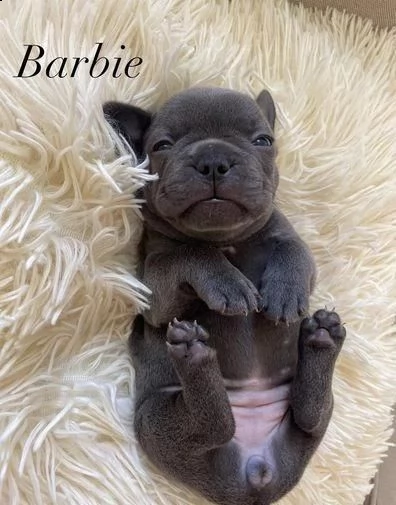 regalo bulldog francese whatsapp (+39 353 317 4023 )